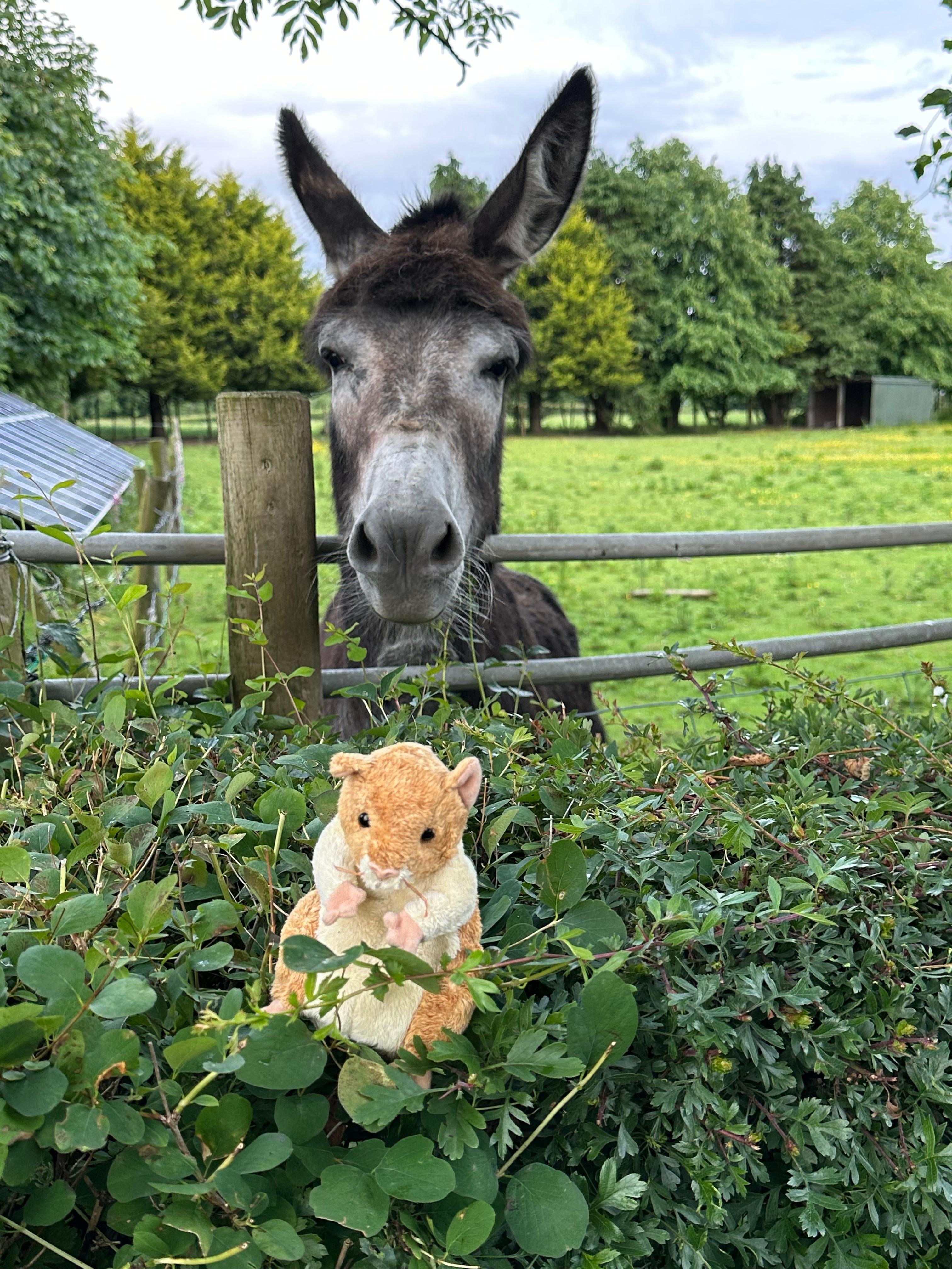 Our friendly neighbor in the field across the road