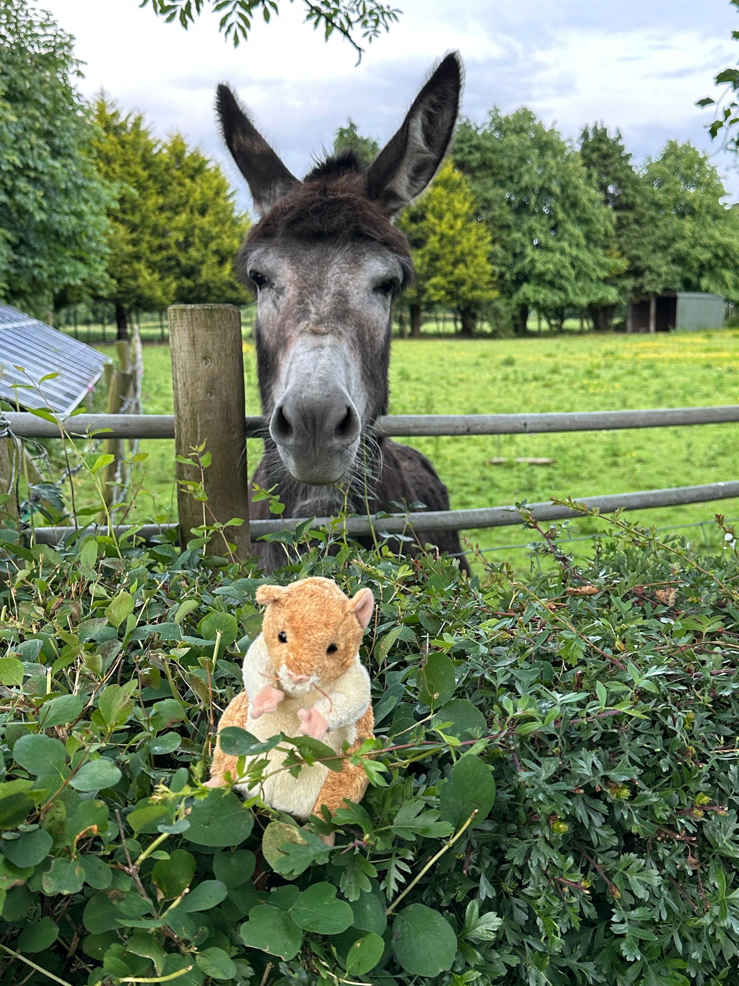Our friendly neighbor in the field across the road