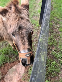Katie the mini donkey