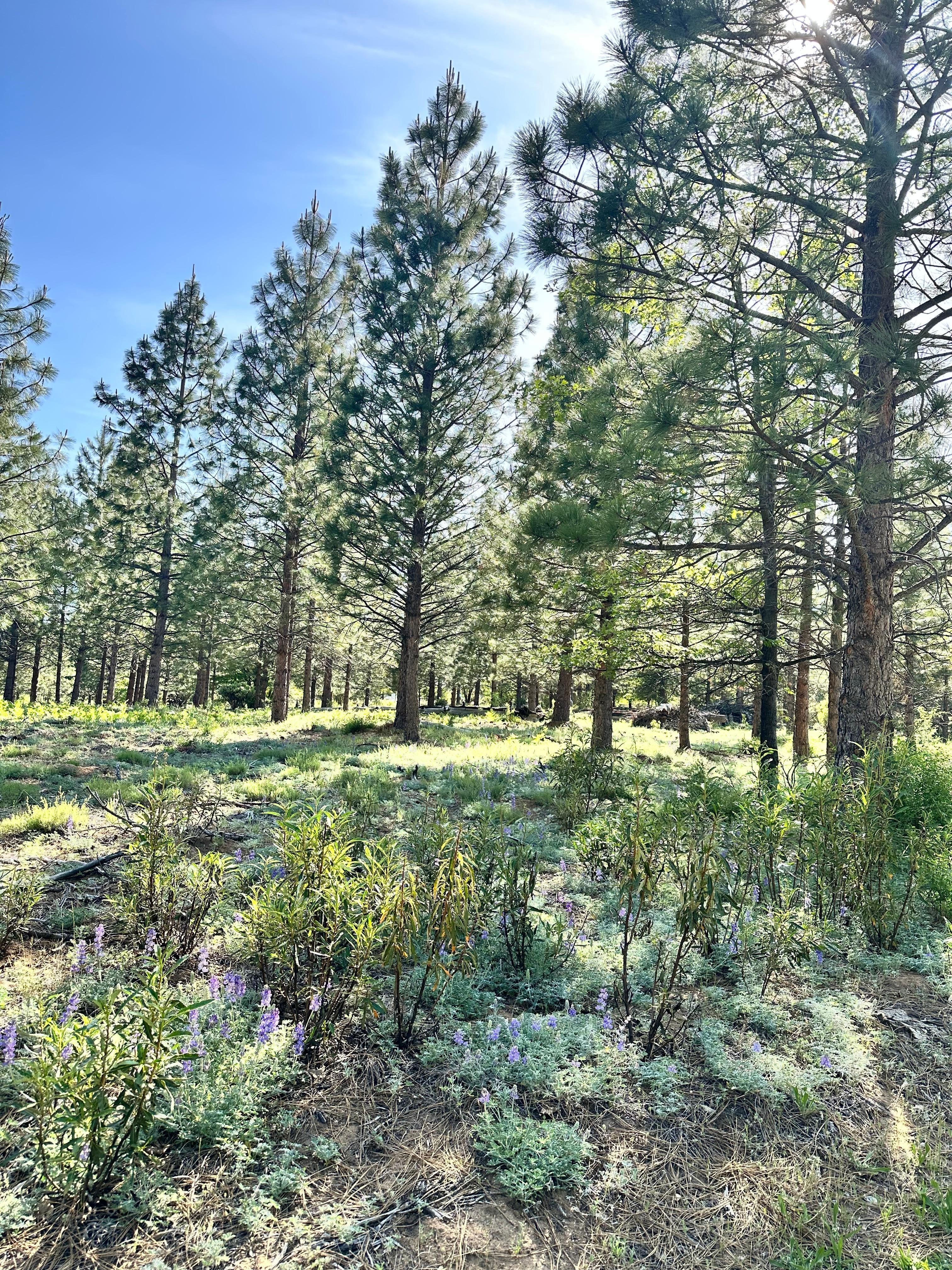 view outside the cabin