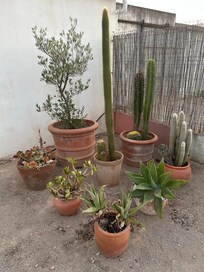 Cactuses.