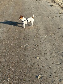 Nigel, the Jack Russell, at the beach