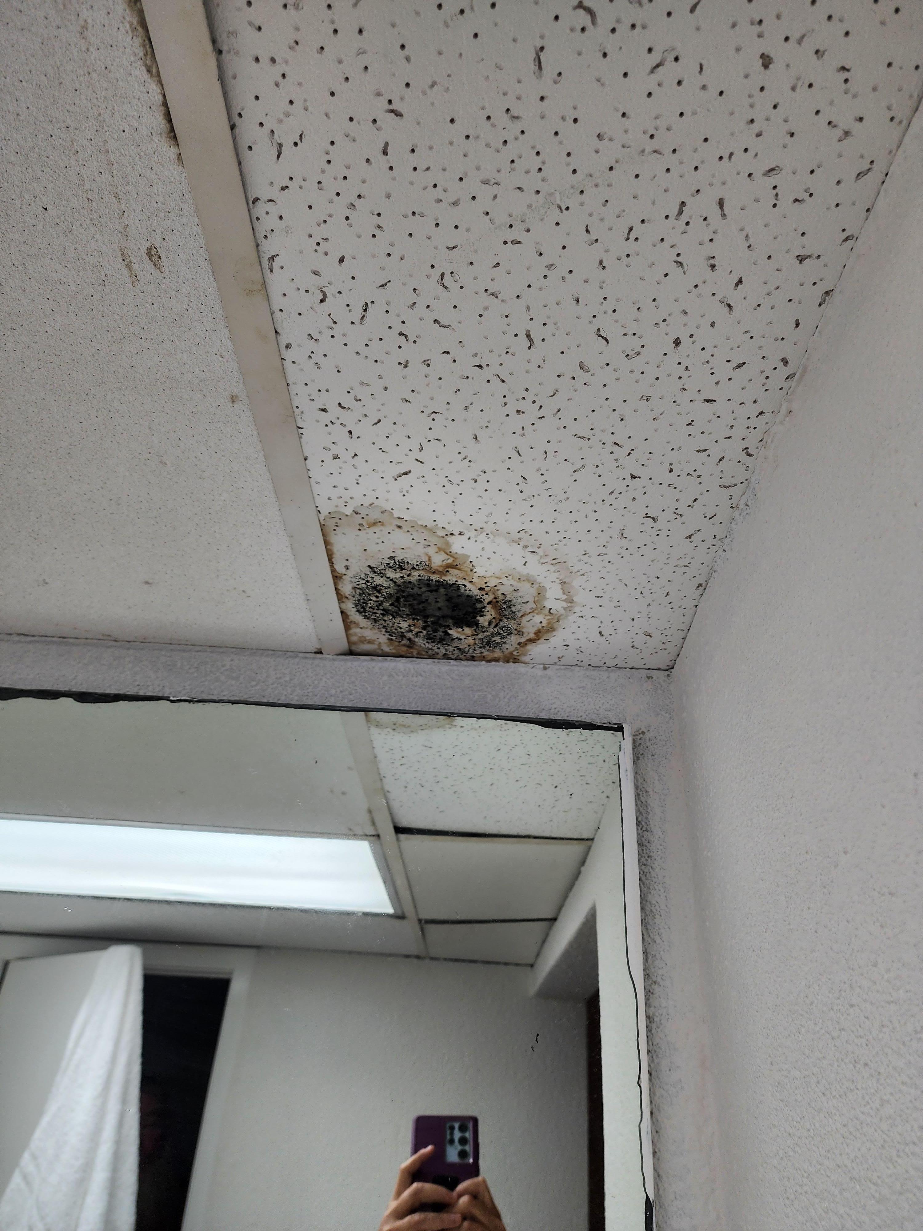 Black mold room 130