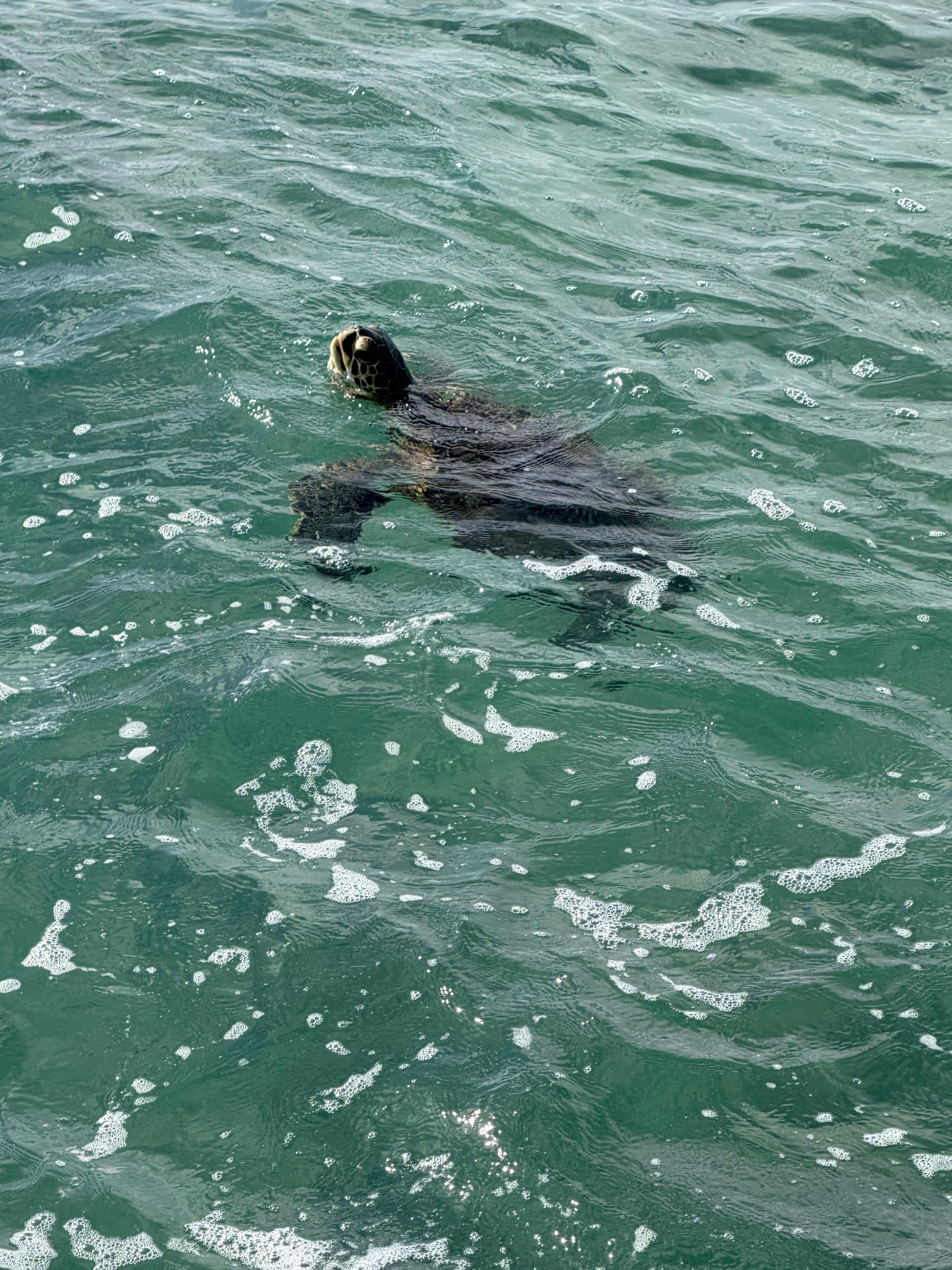 Few steps from the patio door 