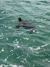 Few steps from the patio door