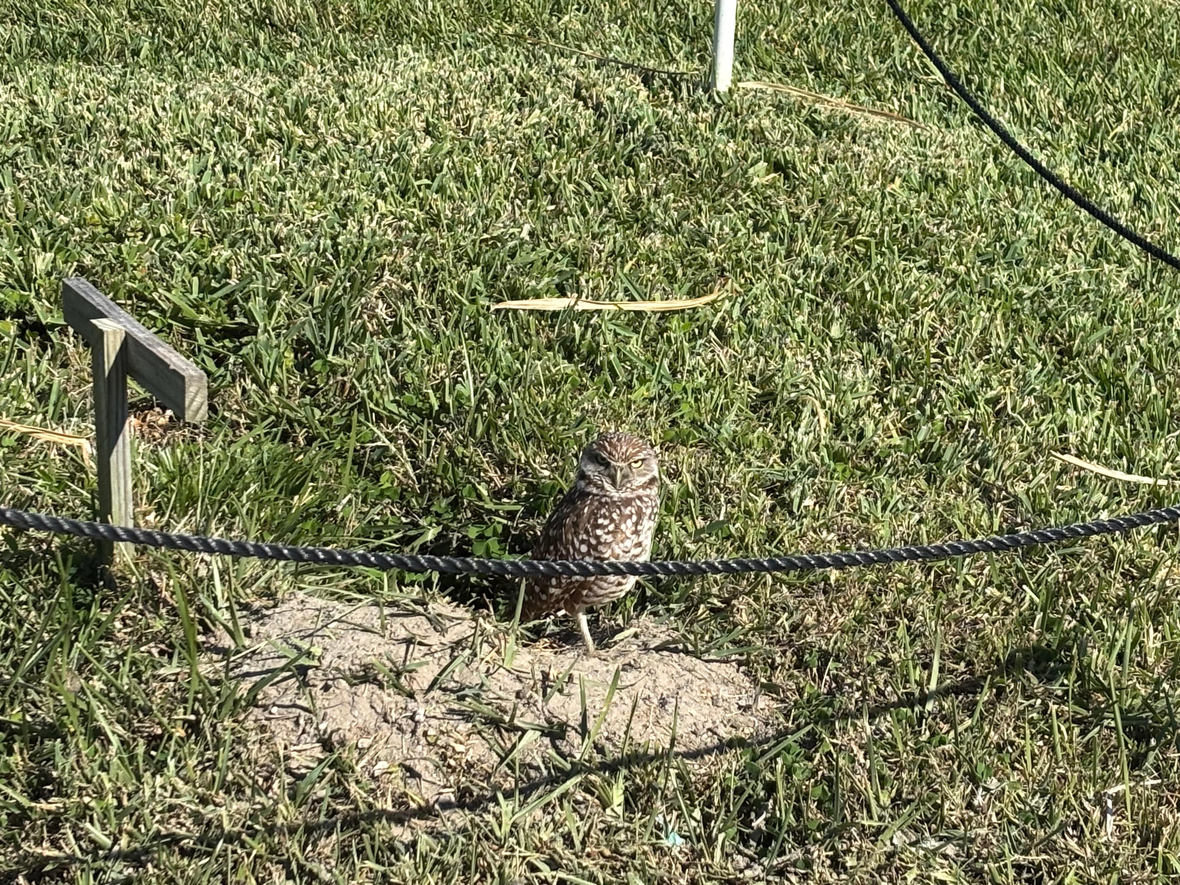 One of the many neighborhoods owls