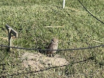 One of the many neighborhoods owls