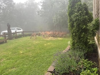 There was twenty-one deer on this visit.
