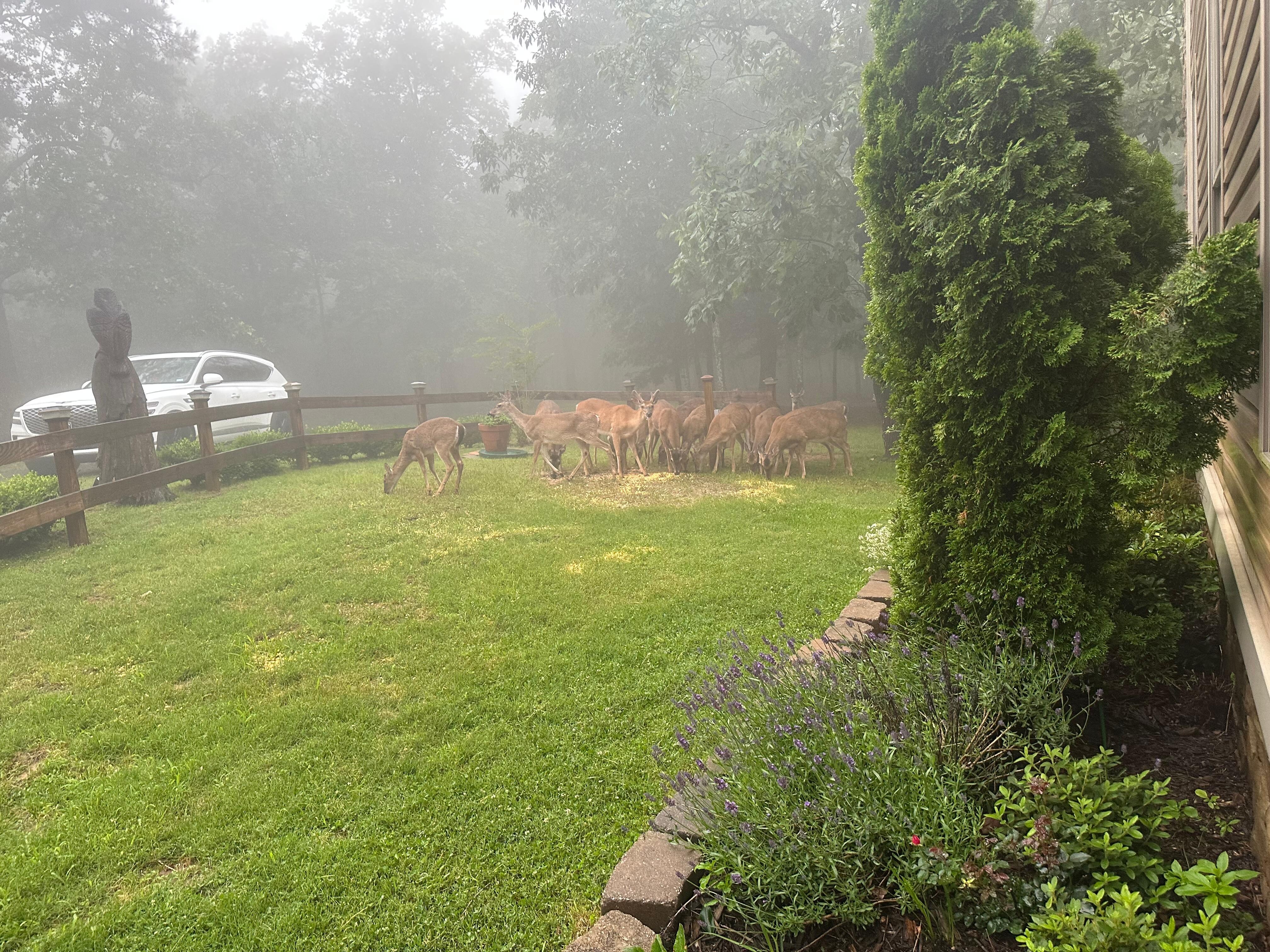 There was twenty-one deer on this visit.
