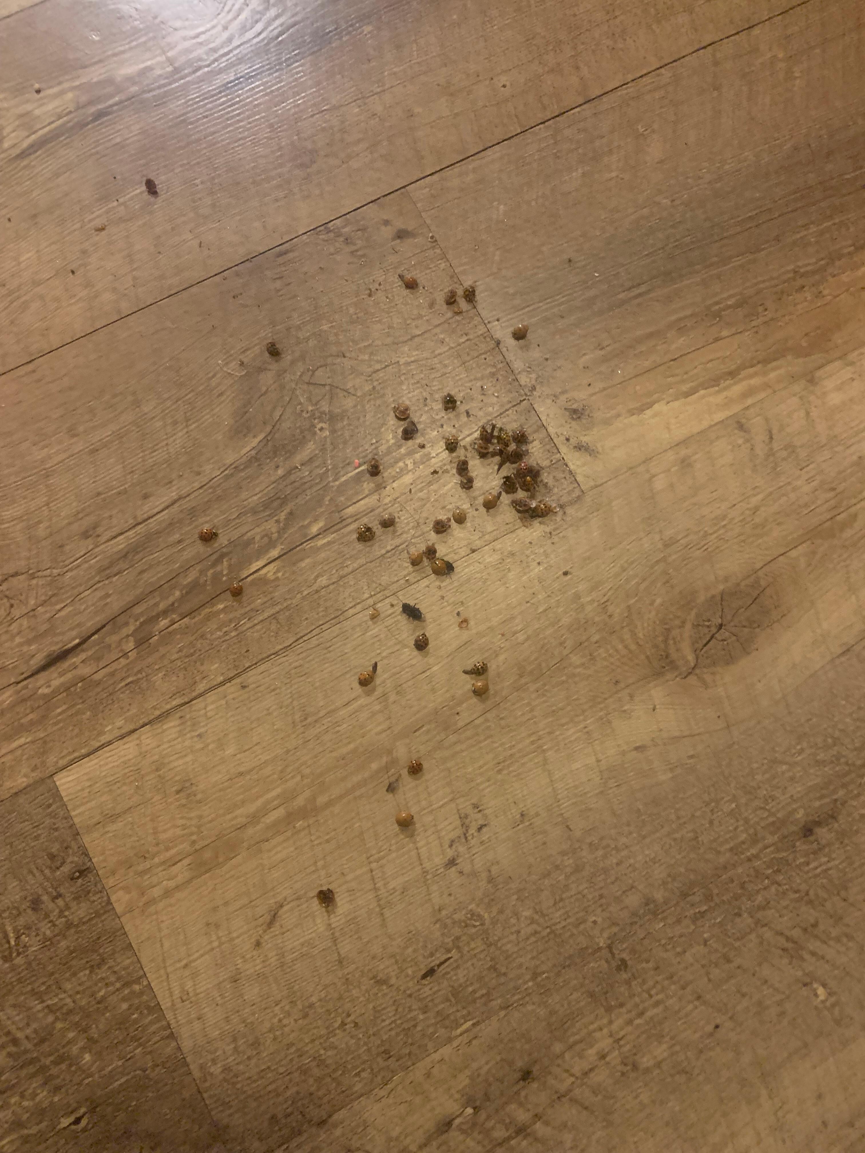 Lady bugs and dirty floors in every room.