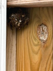 Huge bee hive loaded with bees