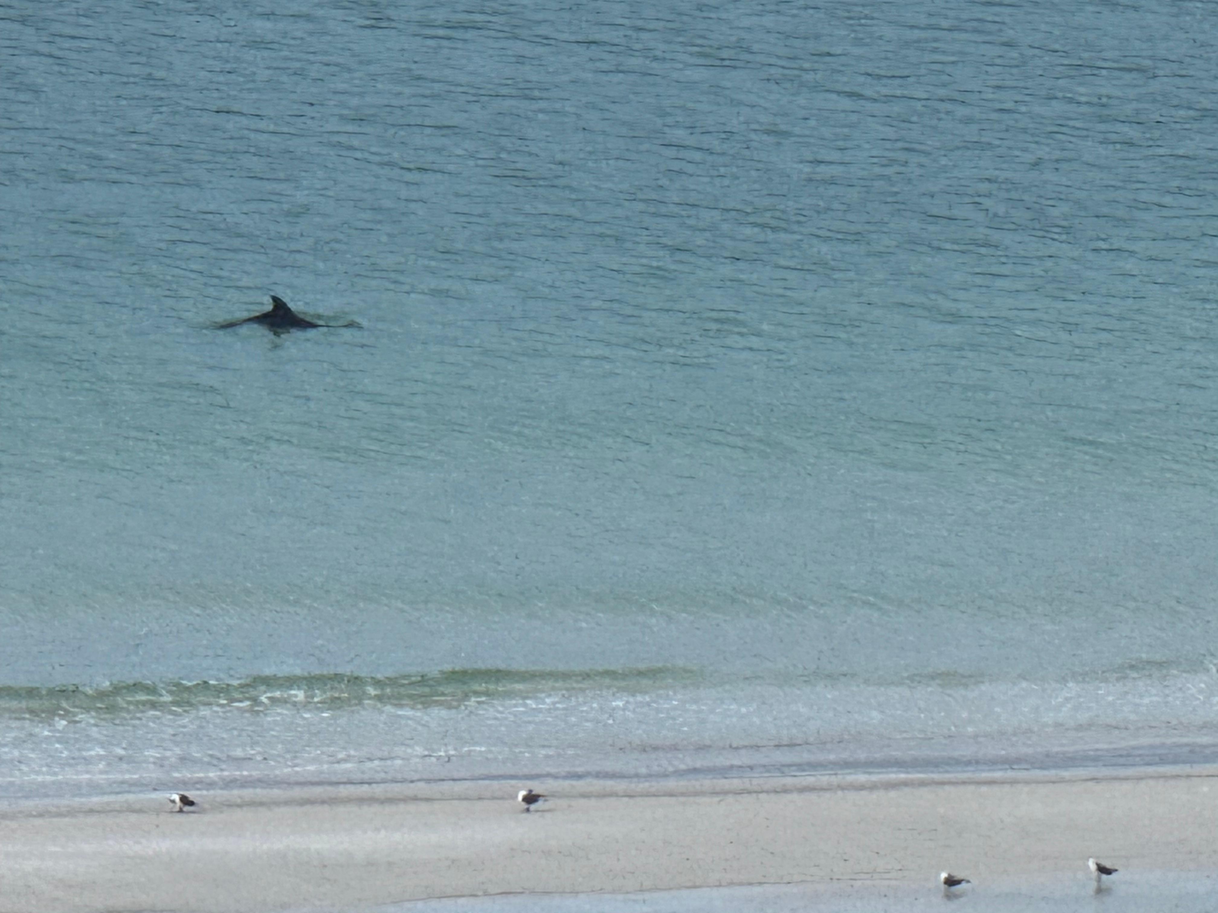 Dolphins in the morning. 