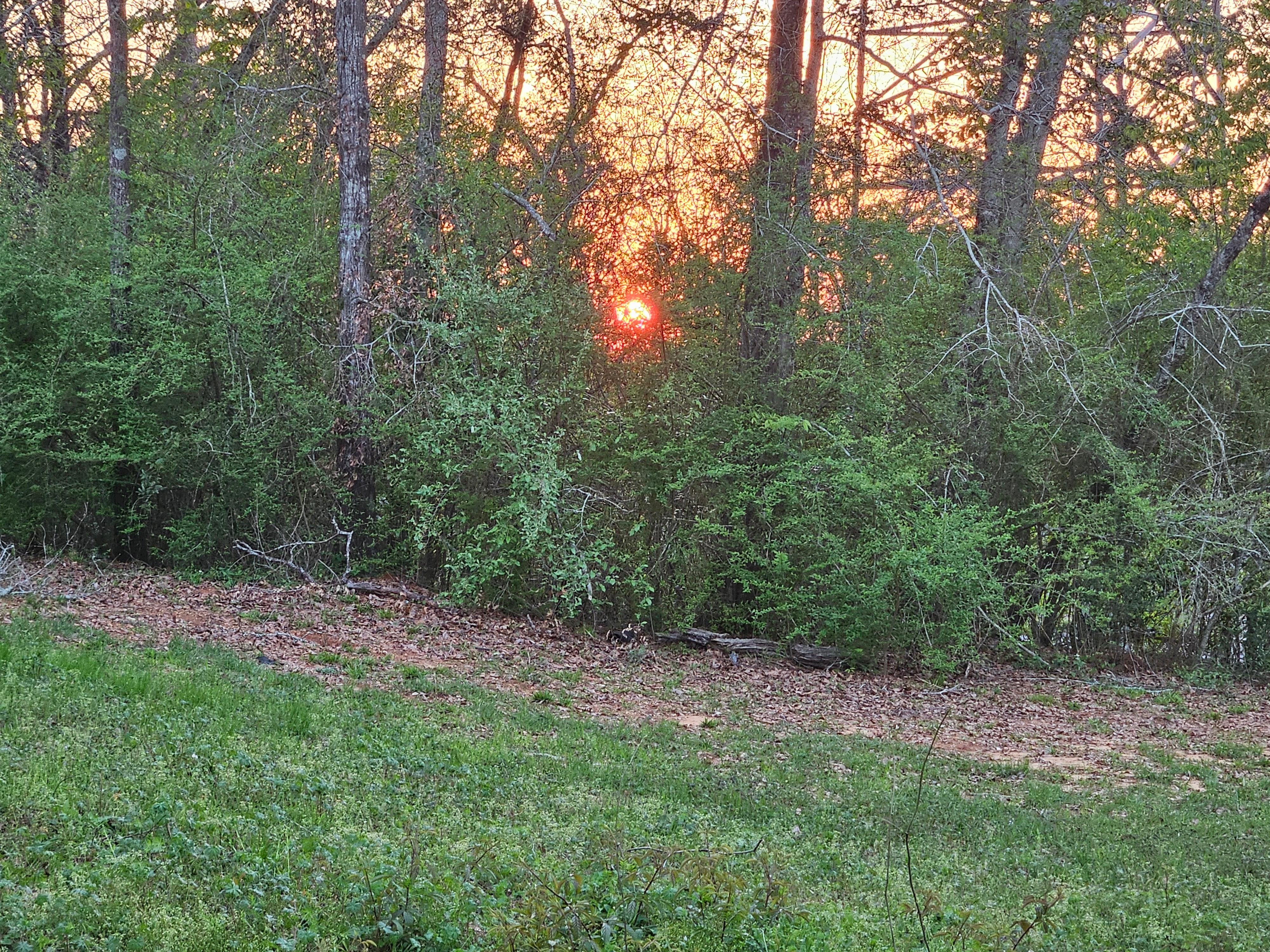 Peek of the sunset thru all the trees on the secluded property. 
