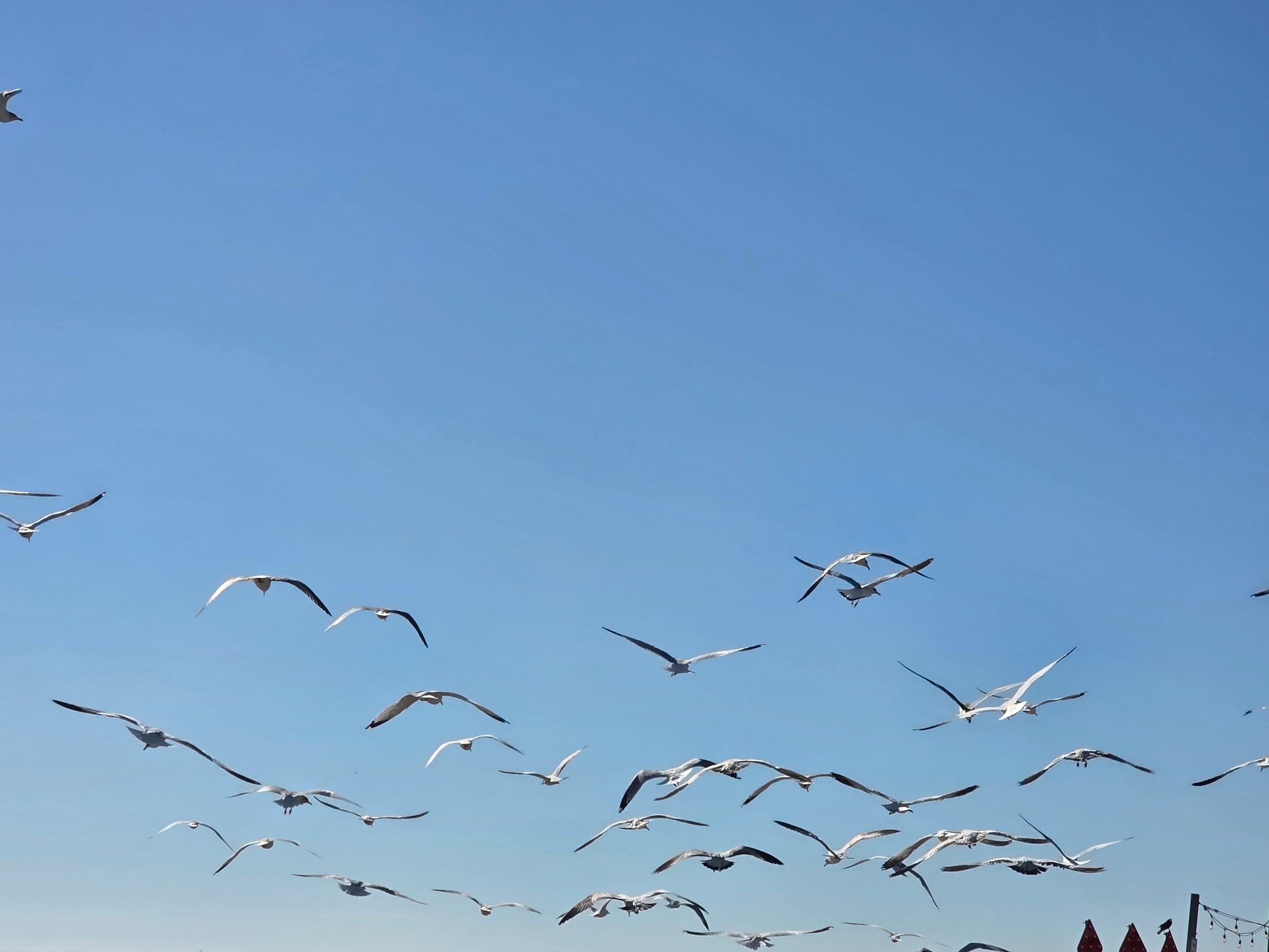 Seagulls down by the waterfront