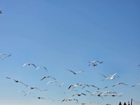 Seagulls down by the waterfront