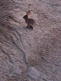 Jack rabbits on the golf course behind my room