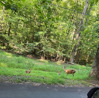 Take it slow a lot of deer and their babies were out and about.