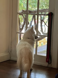 Mavis watching for squirrels and neighborhood walkers