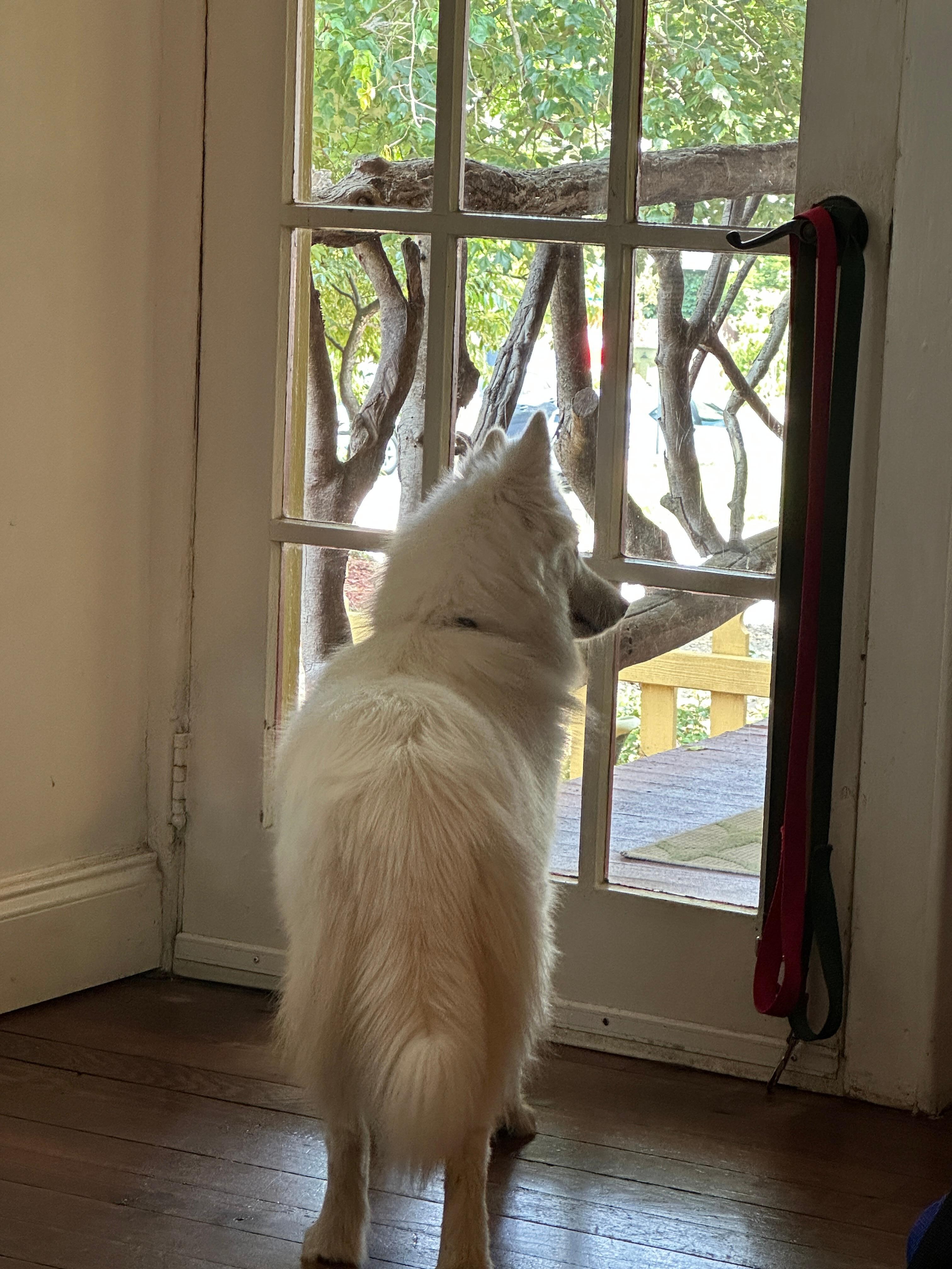 Mavis watching for squirrels and neighborhood walkers