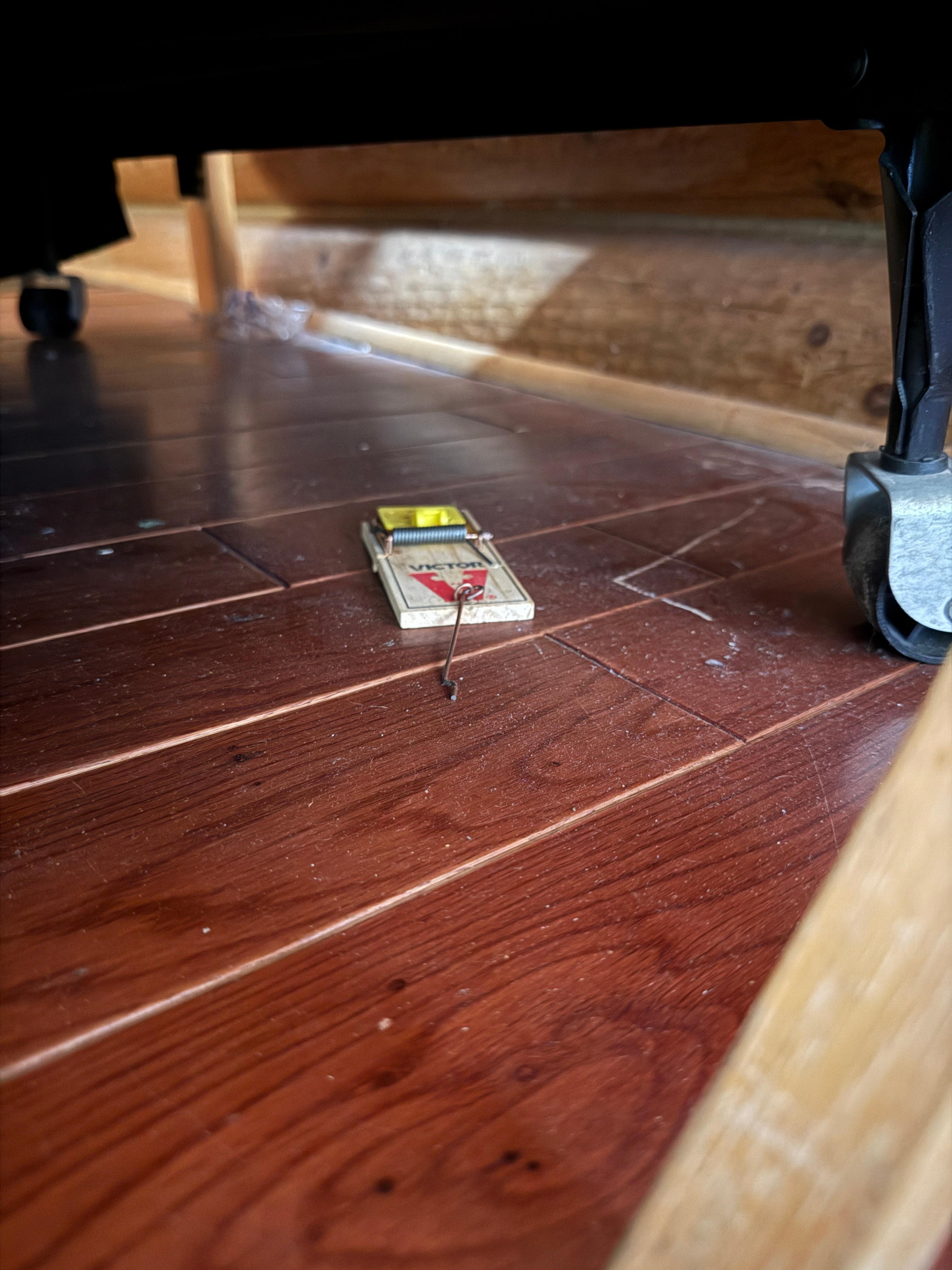 Active mousetraps under kids beds. 