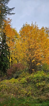 The trees behind the home.