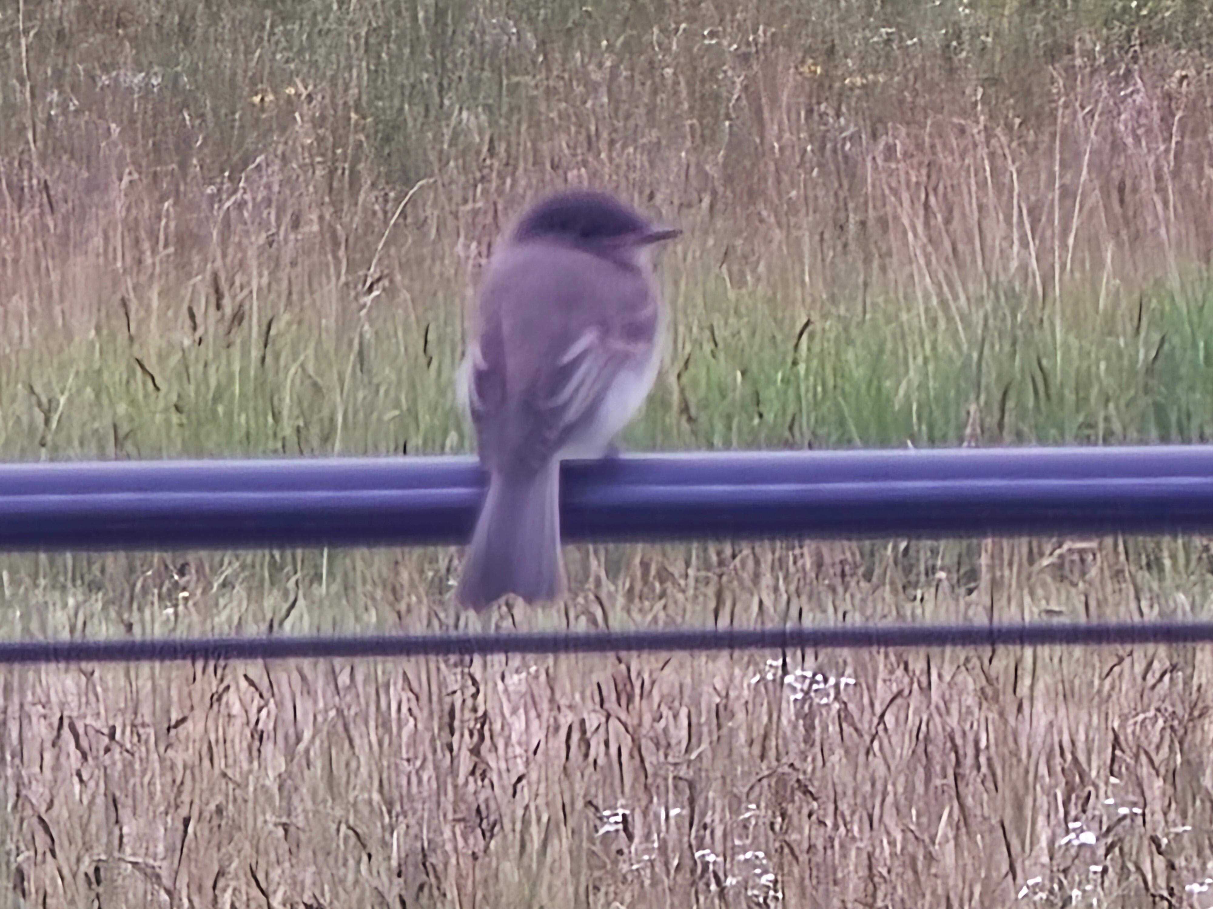 Bird outside backyard 