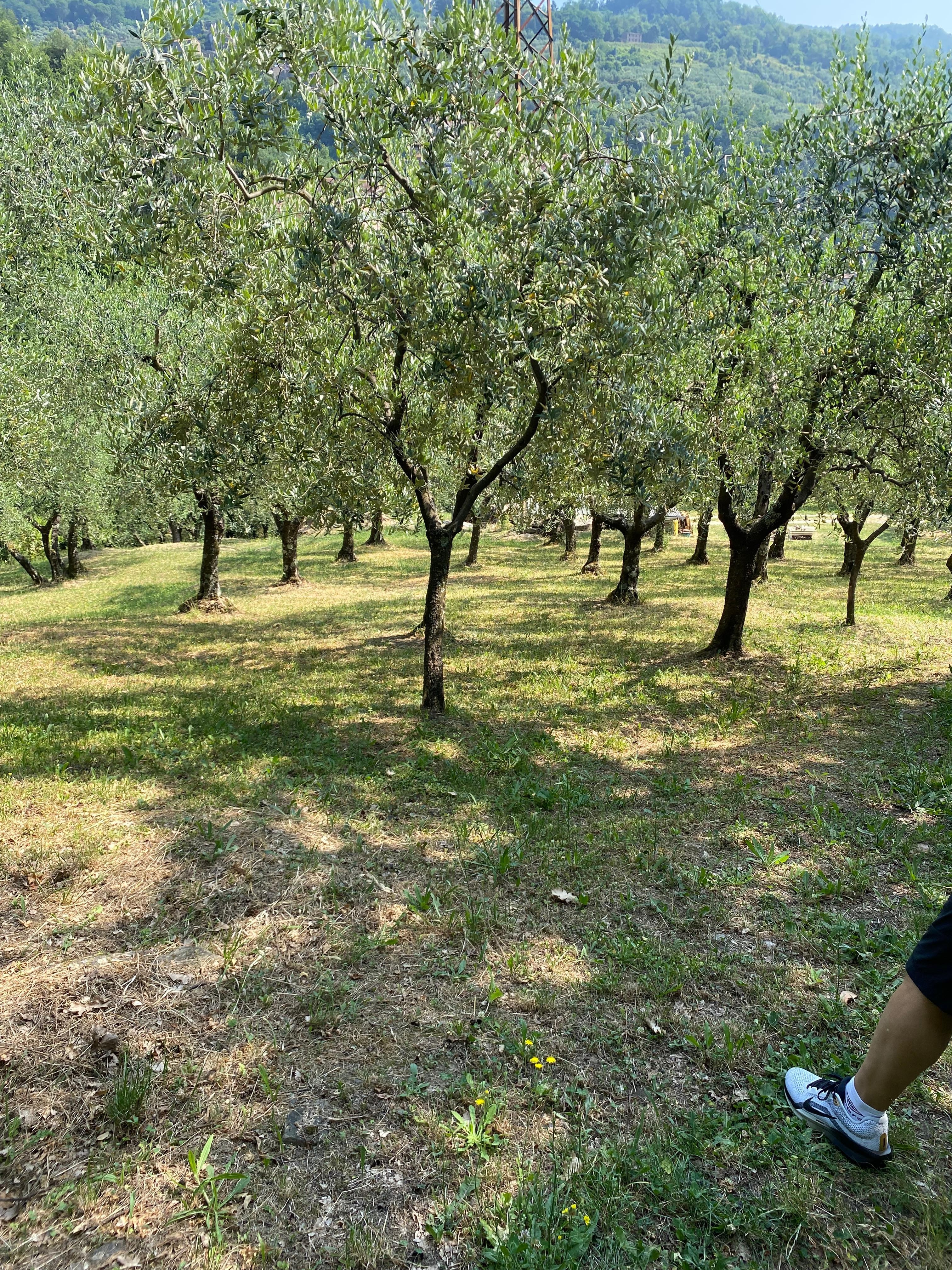 Le règne de l’olivier