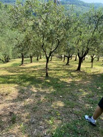 Le règne de l’olivier