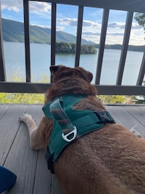 Jake enjoying his best life