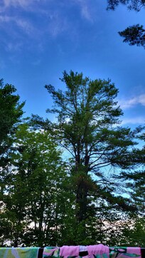 Looking up through the trees. A beautiful view from the deck of the cabin.