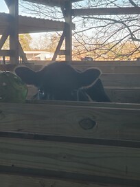 Zoe looking into the bedroom asking if we have anymore apples and carrots.