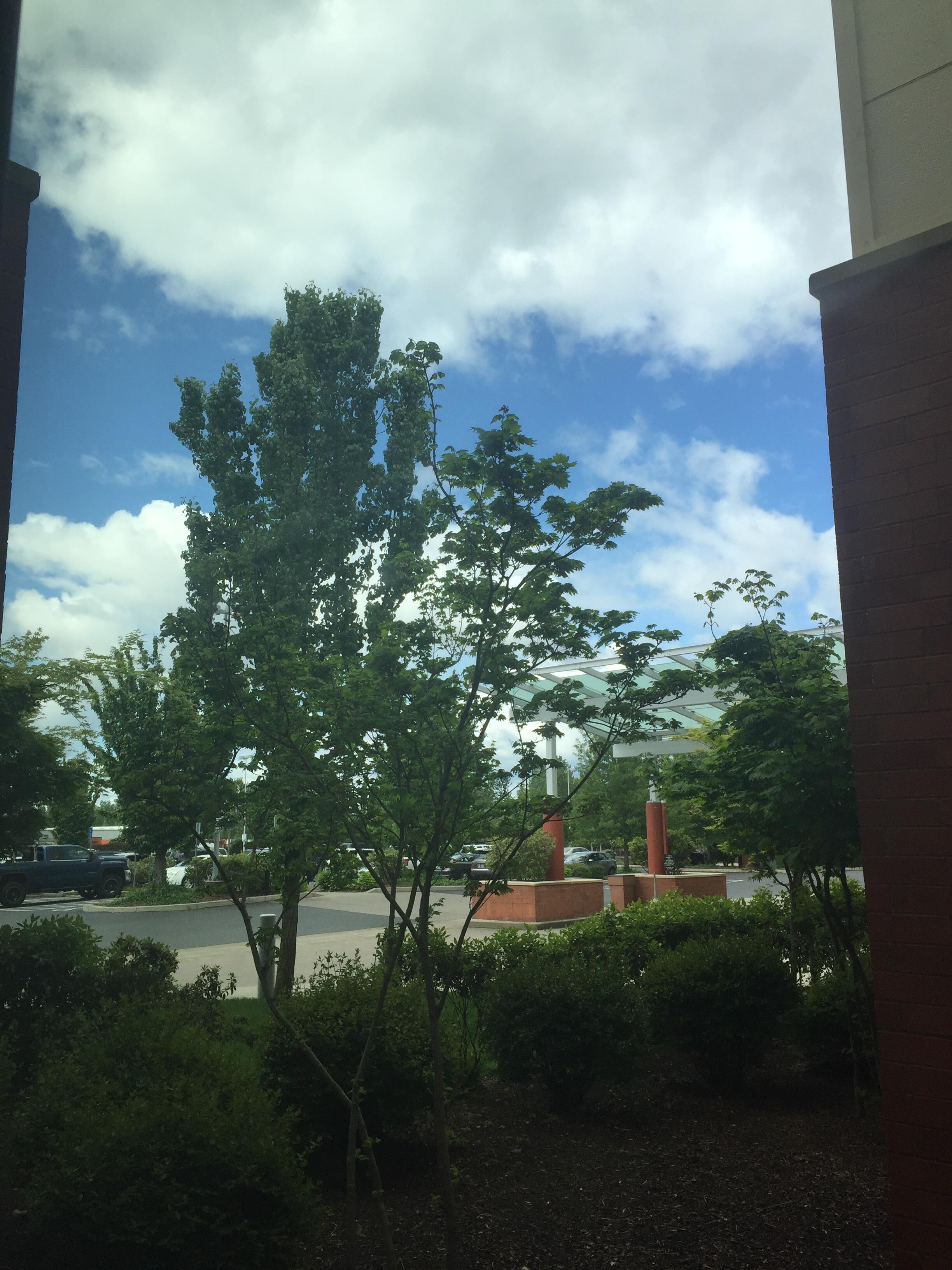 View from ground floor window of room 144