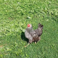 Silver Laced Wyandotte - one of the many beautiful chickens at the coop