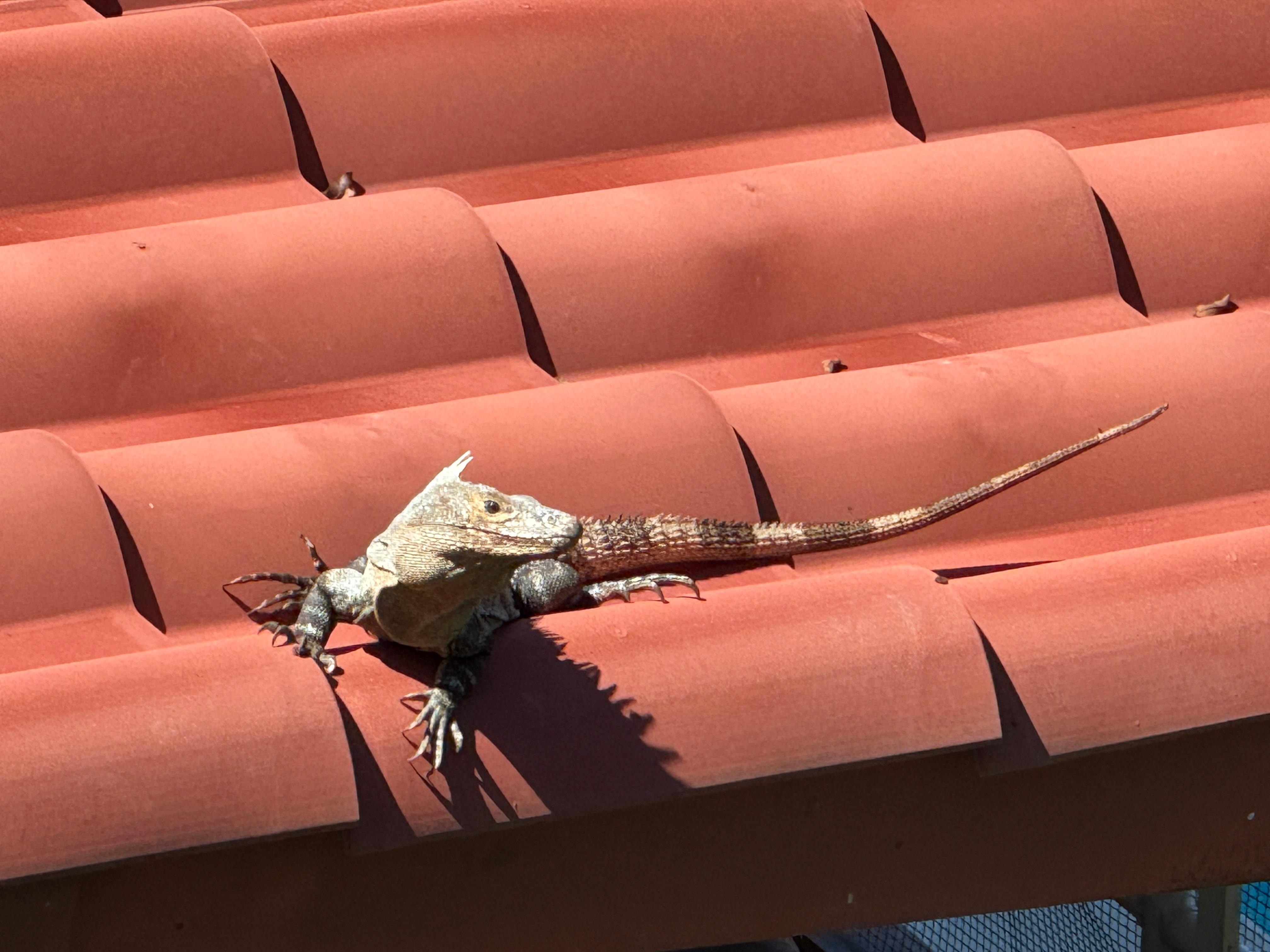 Iguana on the neighboring rooftop