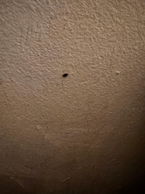 The bed bug