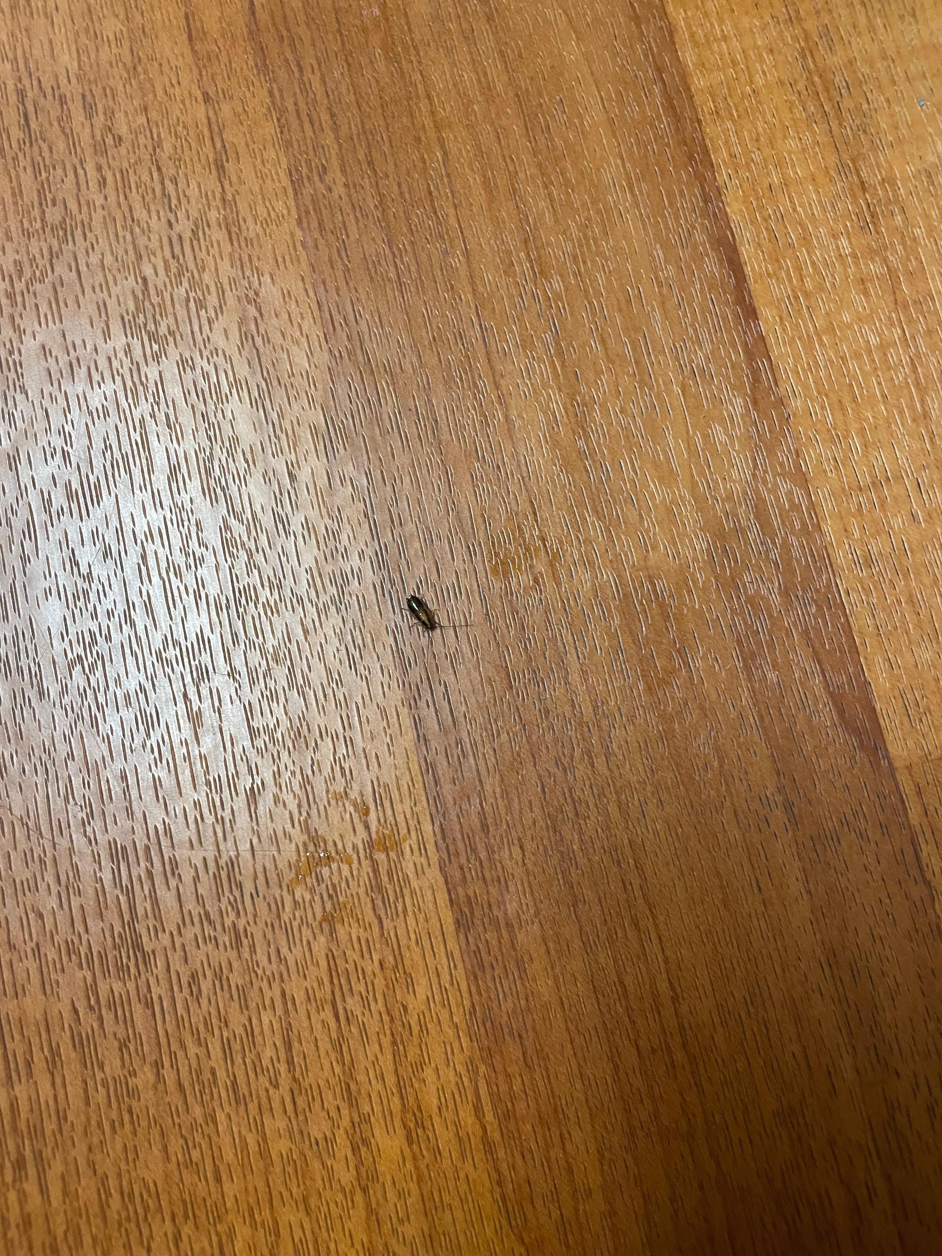 Cockroach