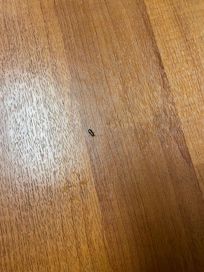 Cockroach