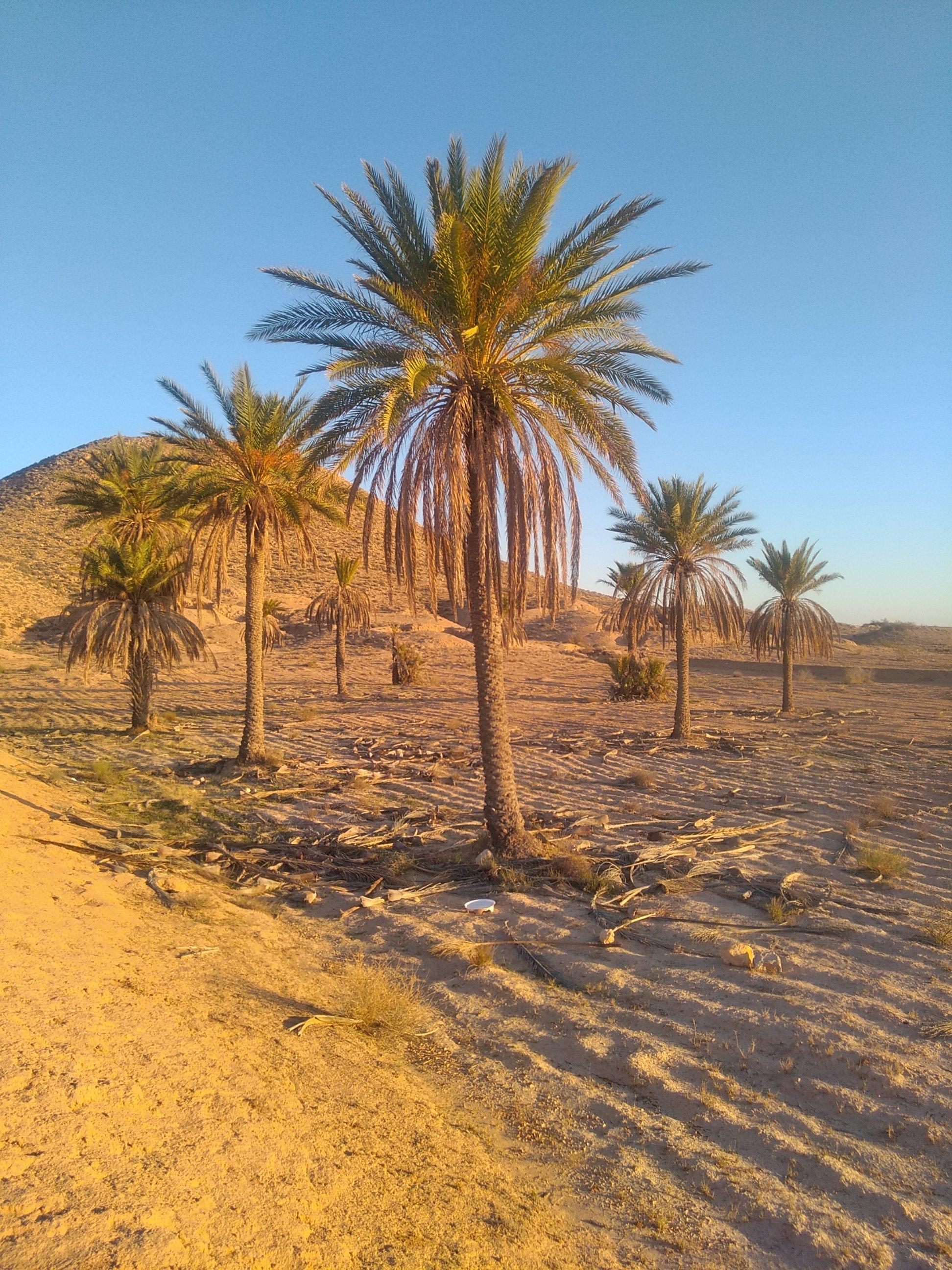 Palmeraie en bas du village