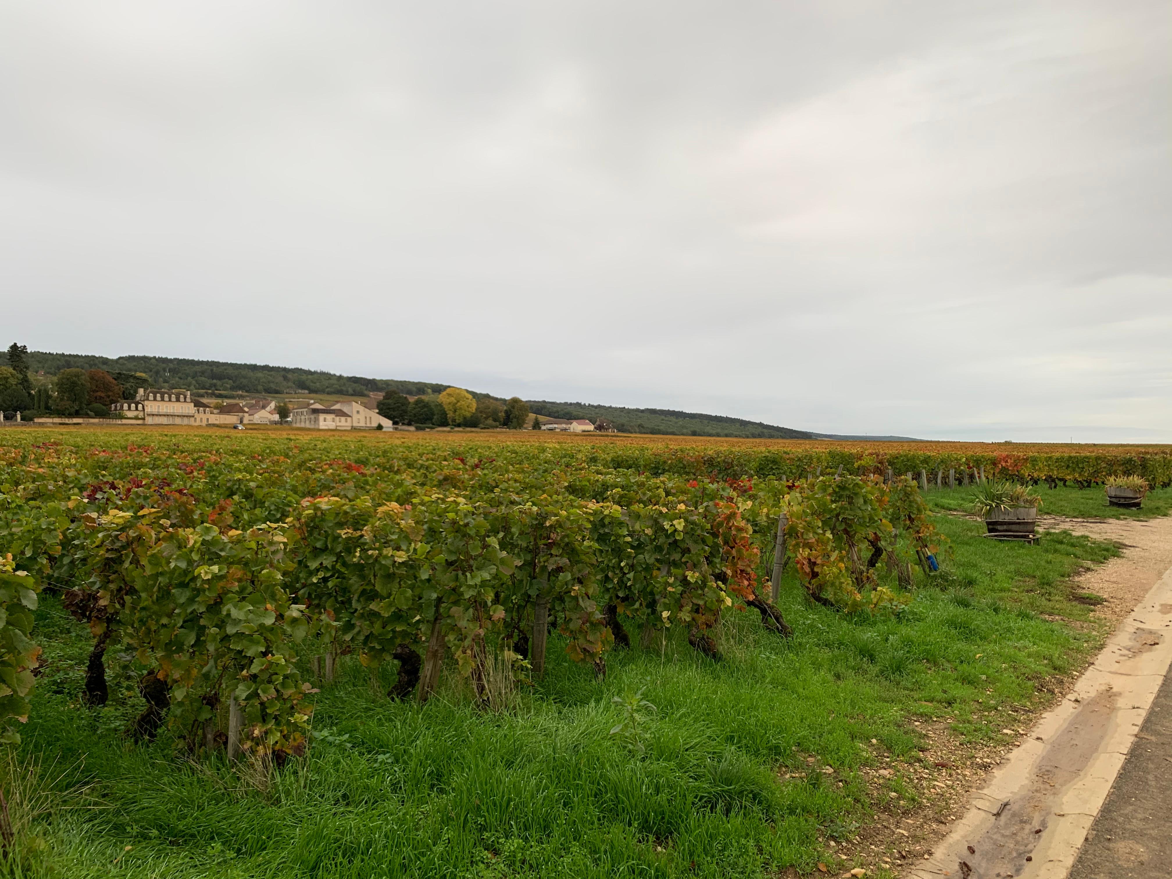 The Grand Cru vineyard near the property 