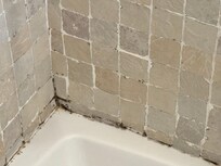 Mold!