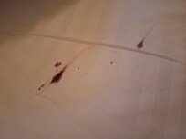 Mustikkatahrat peitossa