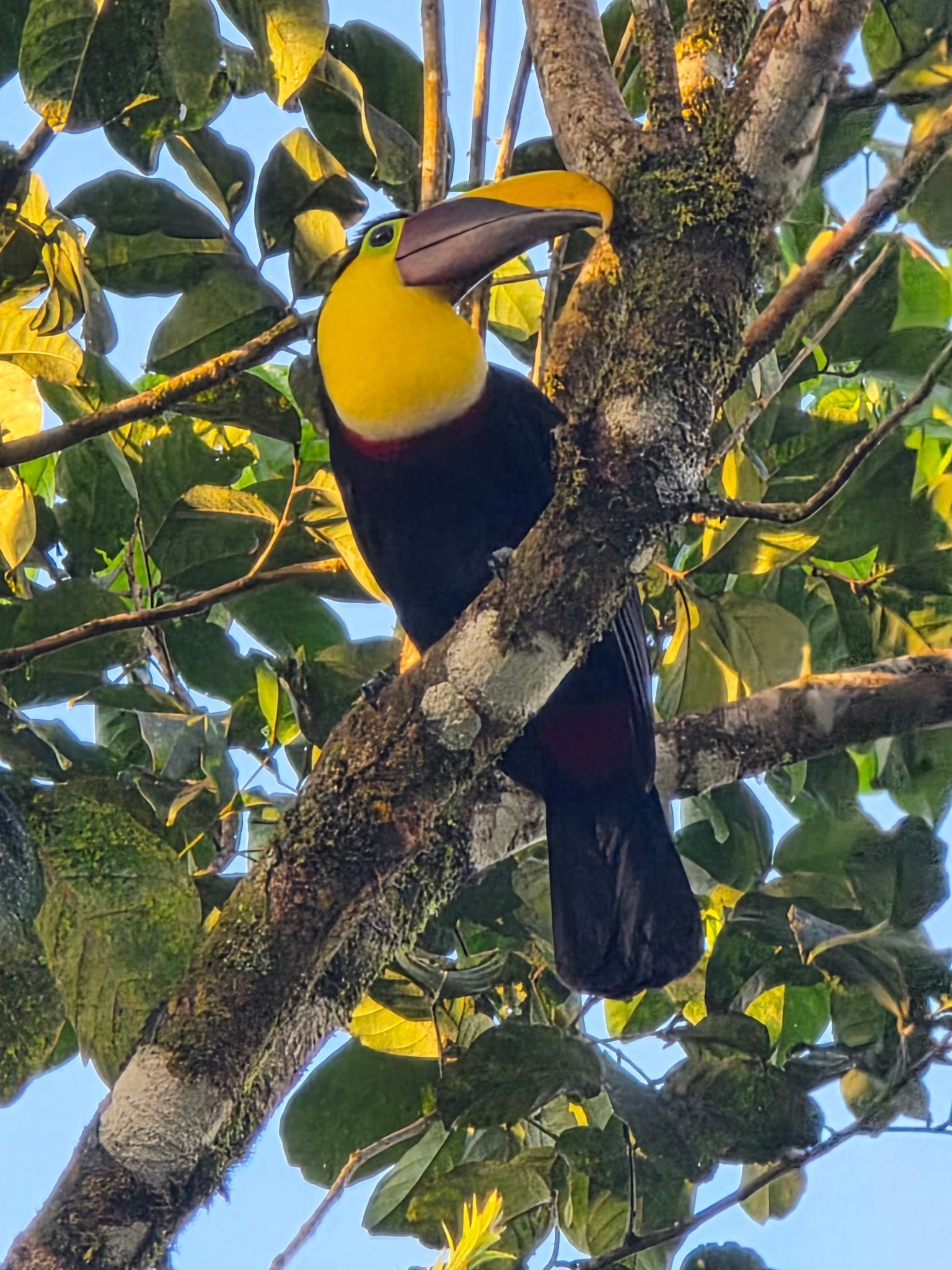 Toucan