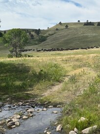 Wildlife Loop Custer Park