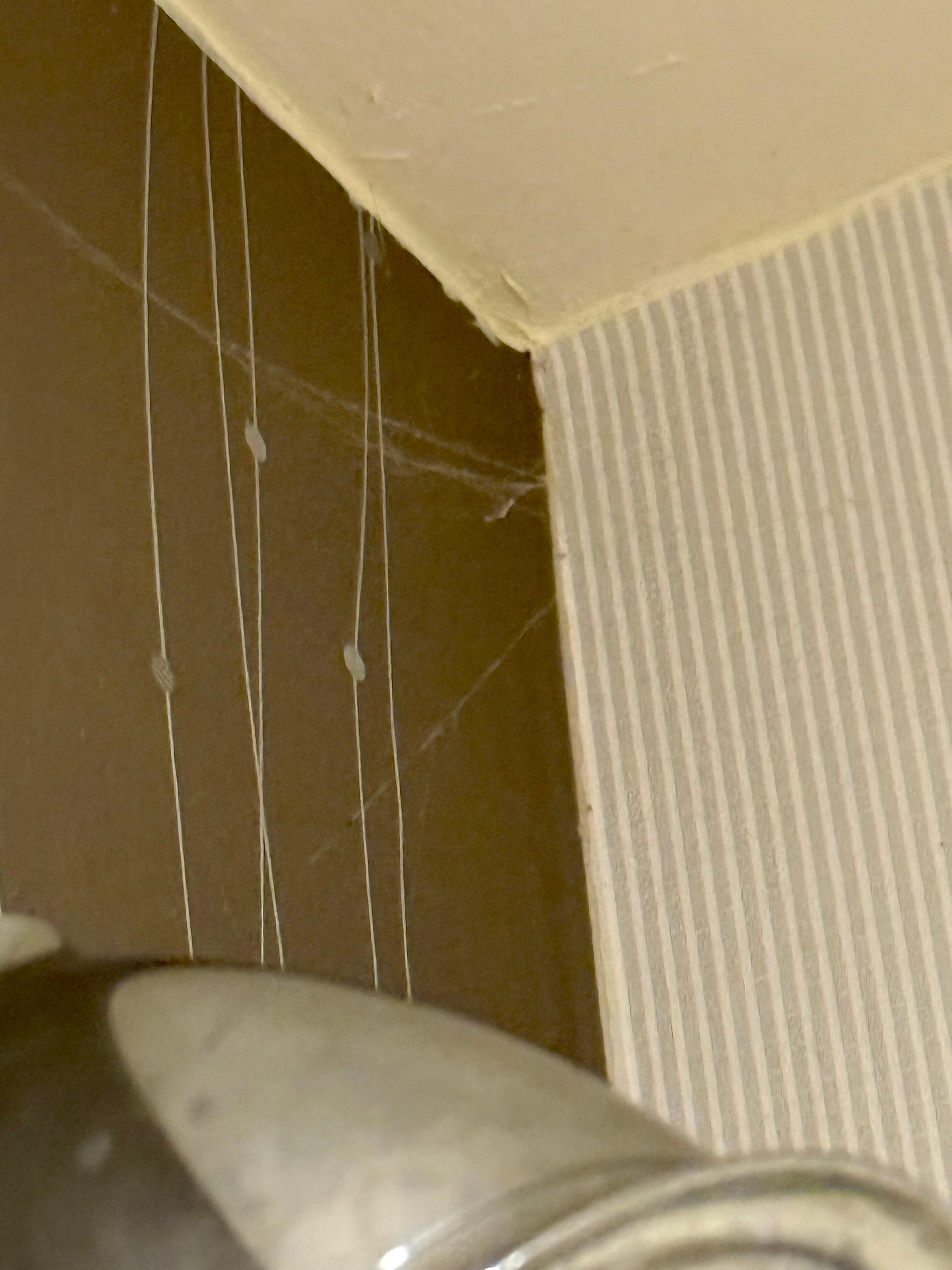 Spider web in shower