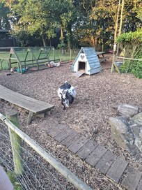 There's an enclosure with ducks and goats...adorable