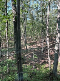Wildlife (deer)