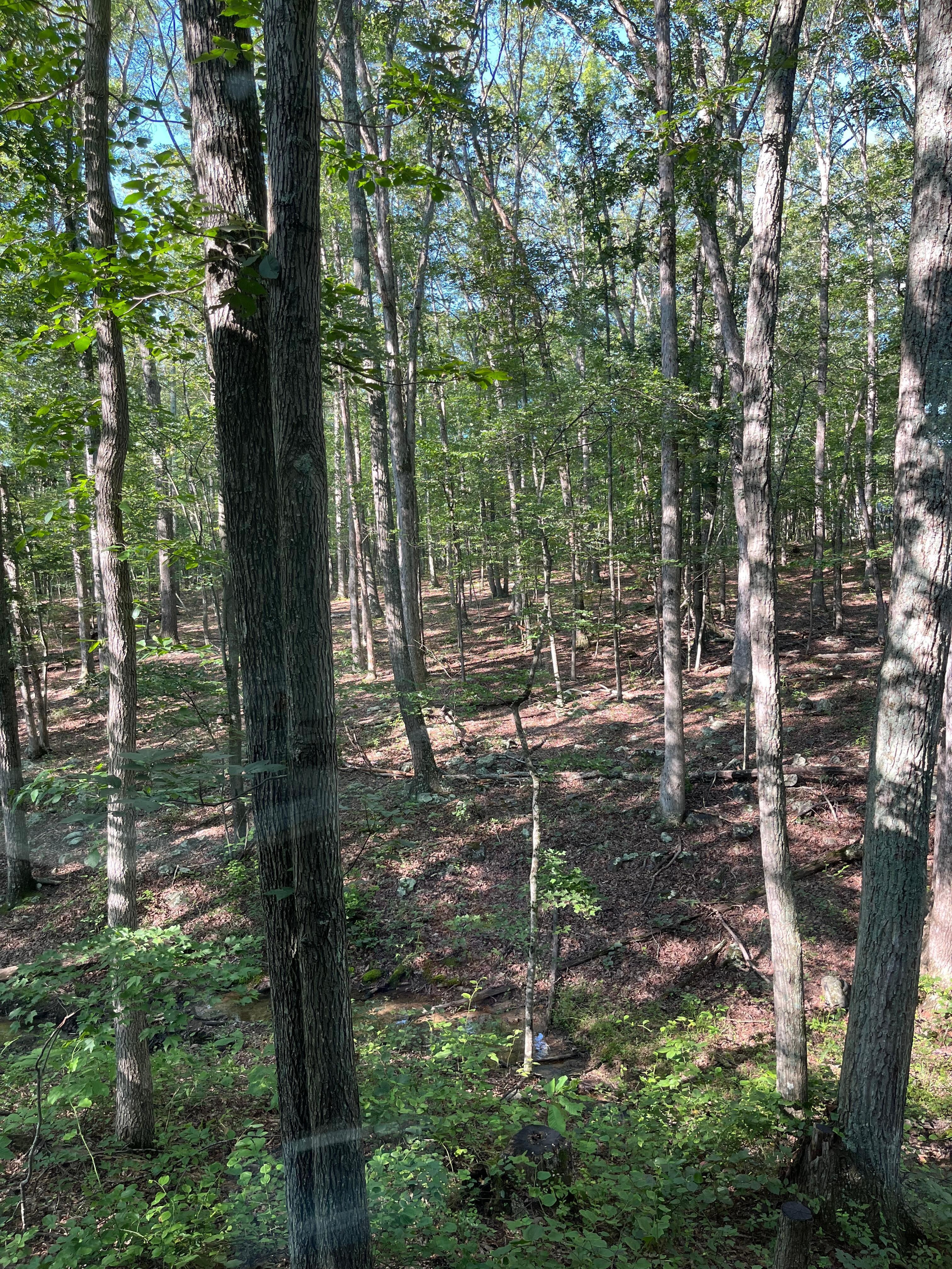 Wildlife (deer)