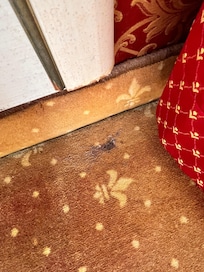 La moquette tachée