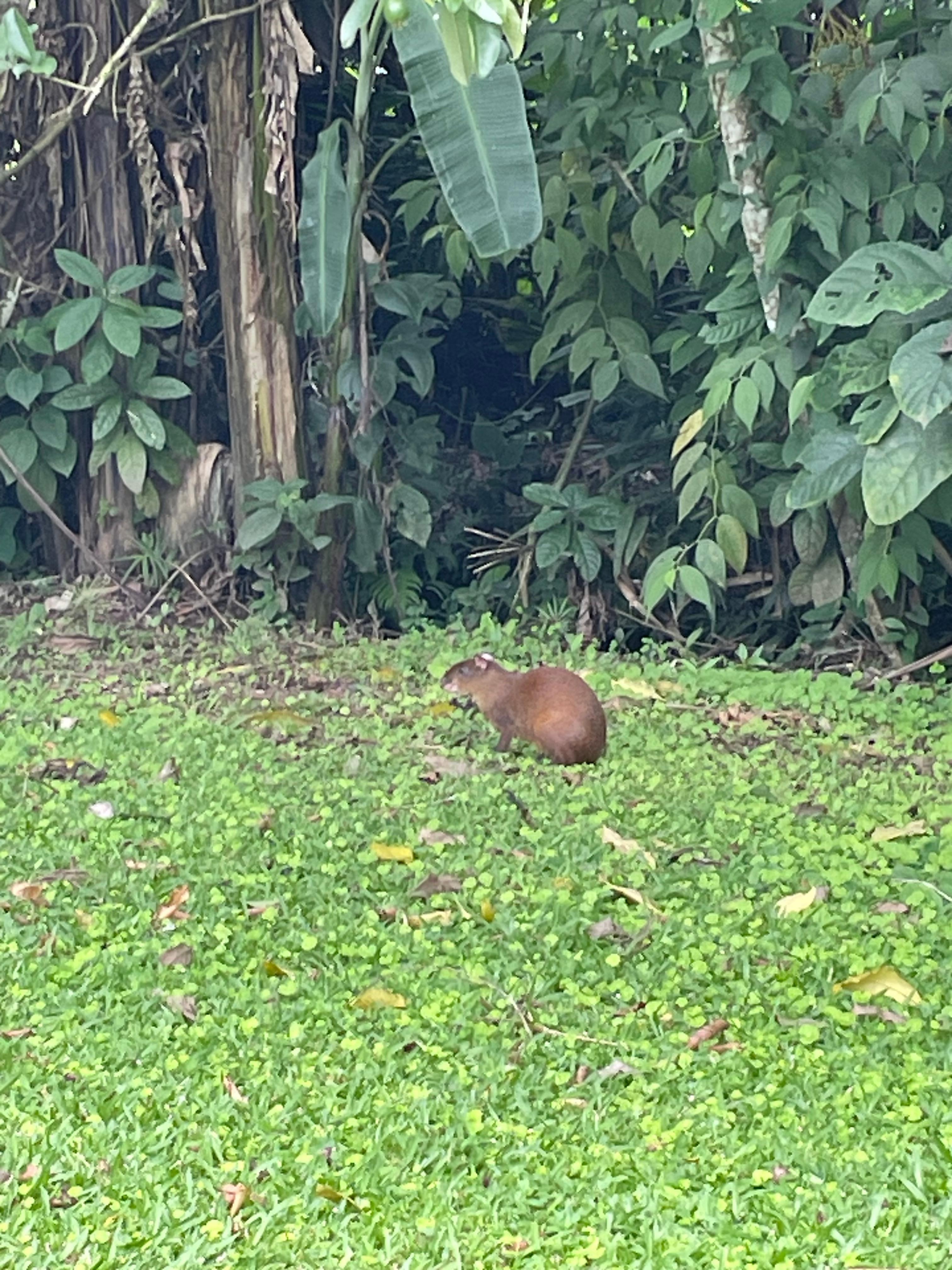 Agouti