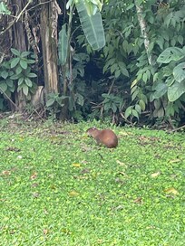 Agouti